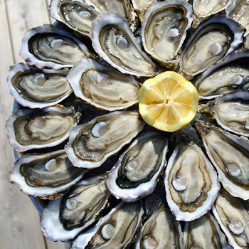 dégustation huitres en mer