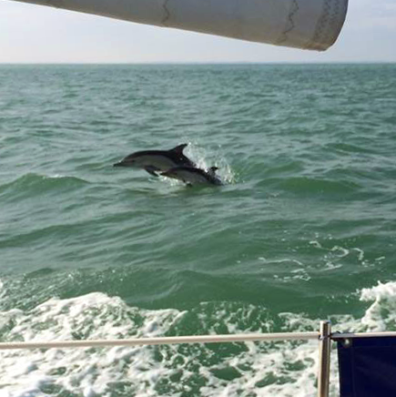 dauphins la rochelle à la voile